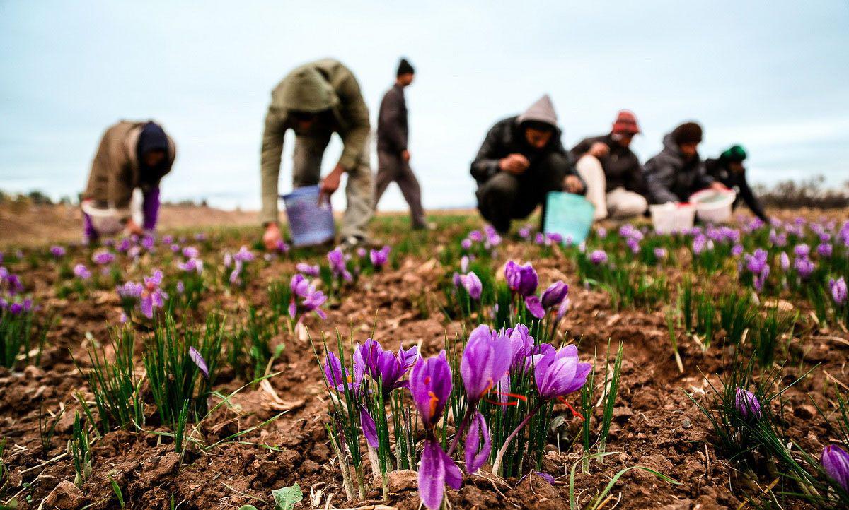 خرید روزانه ۲۰ تن گل زعفران در استان